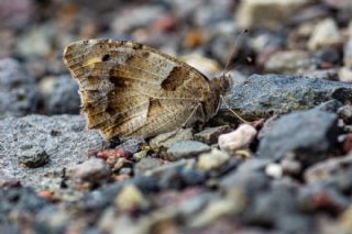 Cad�&nbsp;(Chazara&nbsp;briseis)