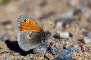 K���k Z�pz�p Perisi&nbsp;(Coenonympha&nbsp;pamphilus)