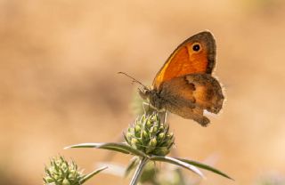 Kk Zpzp Perisi (Coenonympha pamphilus)