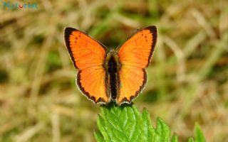 Osmanl Atei (Lycaena ottomanus)