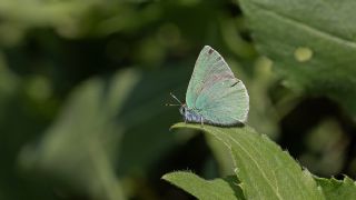 Nahvan Zmrt (Callophrys danchenkoi)
