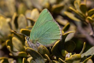 Nahvan Zmrt (Callophrys danchenkoi)