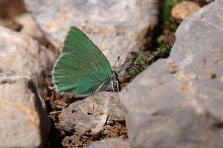 Anadolu Zmrt (Callophrys paulae)