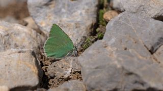 Anadolu Zmrt (Callophrys paulae)