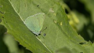 Nahvan Zmrt (Callophrys danchenkoi)