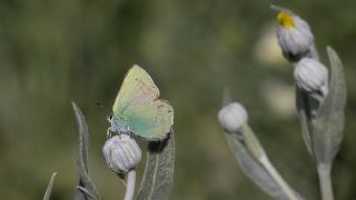 Nahvan Zmrt (Callophrys danchenkoi)
