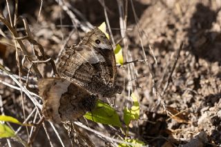 Byk Karamelek (Hipparchia syriaca)