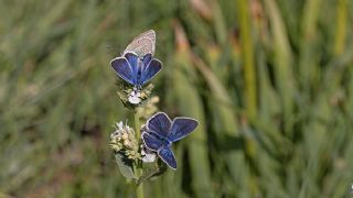 okgzl Diana Mavisi (Polyommatus diana)