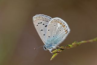 okgzl Byk Turanmavisi (Polyommatus myrrha)