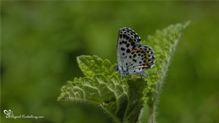 Kara Mavi (Scolitantides orion)