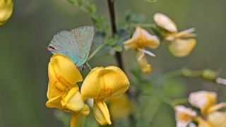 Byk Zmrt (Callophrys herculeana)