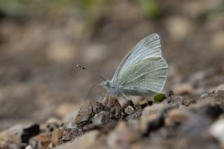 Da Beyazmelei (Pieris ergane)