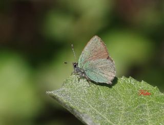 Zmrt (Callophrys rubi)