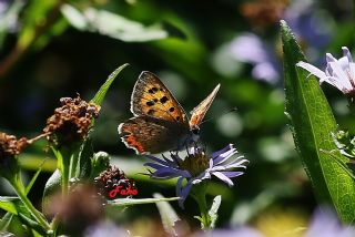 Benekli Bakr Gzeli (Lycaena phlaeas)