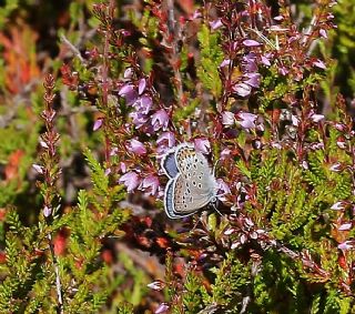 Gm Lekeli Esmergz (Plebejus argus)