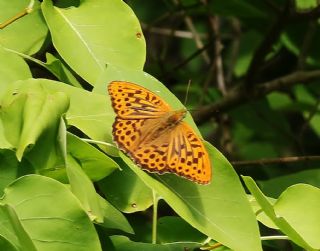 Cengaver (Argynnis paphia)