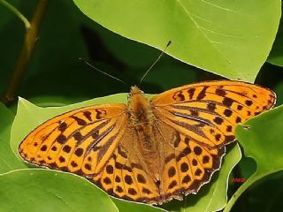 Cengaver (Argynnis paphia)