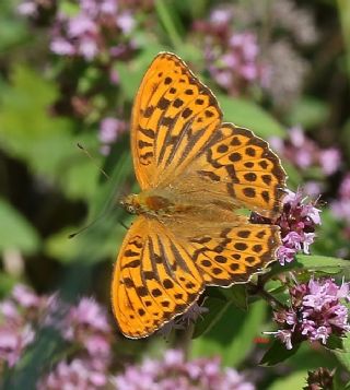 Cengaver (Argynnis paphia)