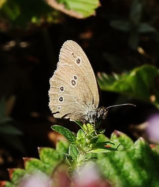 Halkack (Aphantopus hyperantus)