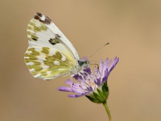 Yeni Beneklimelek (Pontia edusa)