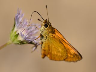 Diken Kelebei (Vanessa cardui)