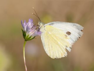 Byk Beyazmelek  (Pieris brassicae)