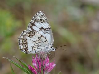 Diken Kelebei (Vanessa cardui)