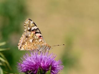 Diken Kelebei (Vanessa cardui)