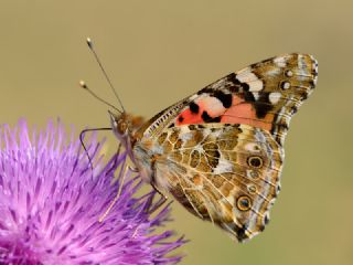 Diken Kelebei (Vanessa cardui)