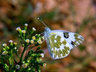 Yeni Beneklimelek (Pontia edusa)