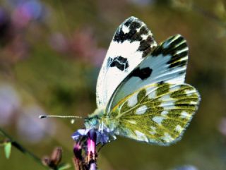 Yeni Beneklimelek (Pontia edusa)