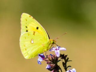 Sar Azamet (Colias croceus)