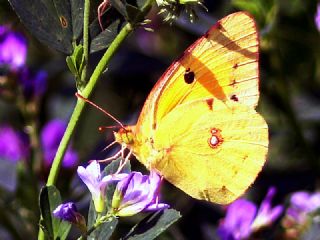 Sar Azamet (Colias croceus)