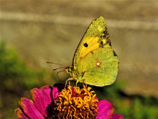 Sar Azamet (Colias croceus)