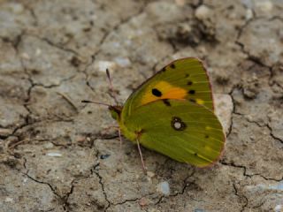 Sar Azamet (Colias croceus)