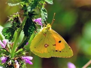 Sar Azamet (Colias croceus)