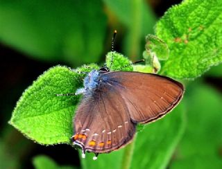 Byk Sevbeni (Satyrium ilicis)