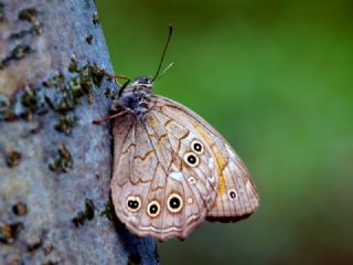 Aa Esmeri (Kirinia roxelana)