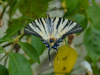 Erik Krlangkuyruk (Iphiclides podalirius)