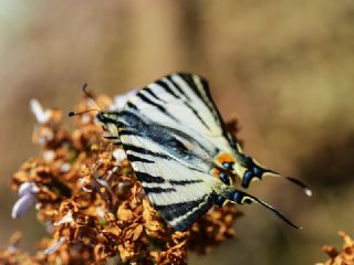 Erik Krlangkuyruk (Iphiclides podalirius)