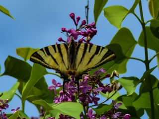 Erik Krlangkuyruk (Iphiclides podalirius)