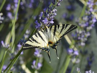 Erik K�rlang��kuyruk&nbsp;(Iphiclides&nbsp;podalirius)