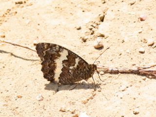 Kara Murat (Brintesia  circe)