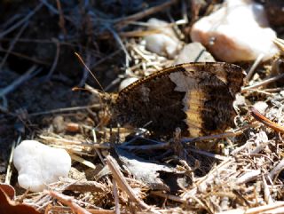 Kara Murat (Brintesia  circe)