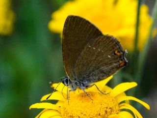 Minik Sevbeni (Satyrium acaciae)