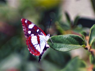 Akdeniz Hanmeli Kelebei (Limenitis reducta)