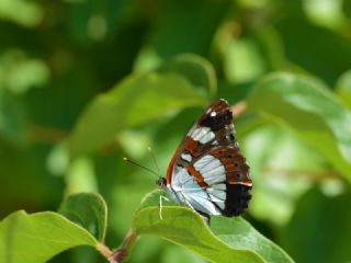 Akdeniz Hanmeli Kelebei (Limenitis reducta)