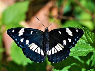 Akdeniz Hanmeli Kelebei (Limenitis reducta)