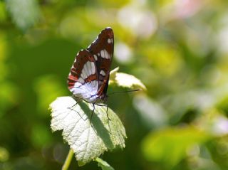 Akdeniz Hanmeli Kelebei (Limenitis reducta)