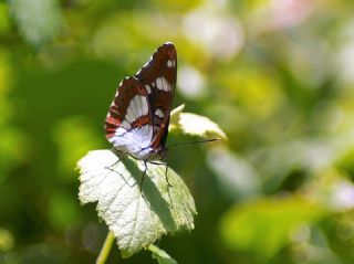 Akdeniz Hanmeli Kelebei (Limenitis reducta)